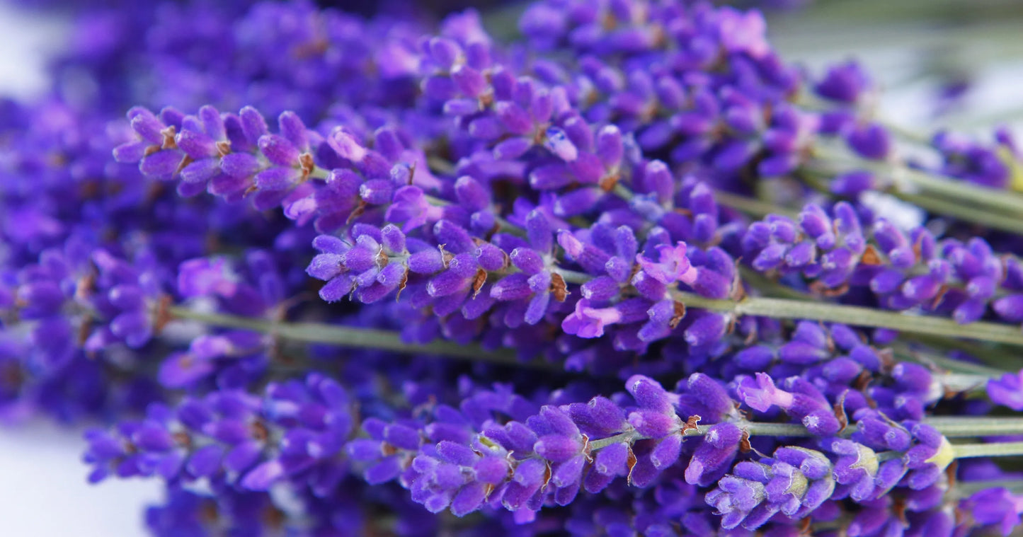Lavender Salt Scrub